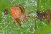 155829 – Photo : D. Martinez – Philippines