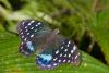 155828 – Photo : D. Martinez – Philippines