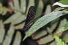 155786 – Photo : D. Martinez – Philippines