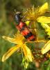 155656 – Photo : Catherine Reymonet-Smitten – France (31)