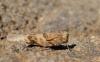 155628 – Photo : David Sannier – Espagne