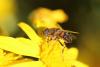 155718 – Photo : Alain Solé – France (66)