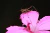 155461 – Photo : Vincent MATHEZ – France (74)