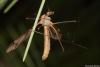 155600 – Photo : Vincent MATHEZ – France (74)