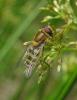 155245 – Photo : Axel Dehalleux – France (78)