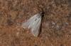 155029 – Photo : Michel Ehrhardt – France (68)