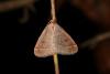 155866 – Photo : Michel Ehrhardt – France (68)