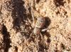 155660 – Photo : alain Roujas – Maroc