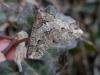155496 – Photo : Dominique THAUVIN – France (45)