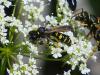 155992 – Photo : Brigitte Emmery – France (05)