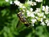 155643 – Photo : Brigitte Emmery – France (05)