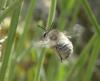 155739 – Photo : Catherine Reymonet-Smitten – France (31)