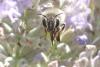 155741 – Photo : Catherine Reymonet-Smitten – France (31)
