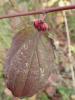 155614 – Photo : Catherine Reymonet-Smitten – France (31)