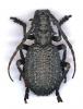 155595 – Photo : Dominique Poirier-Ducrocq – Zimbabwe