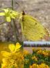 155774 – Photo : Luc Bettinelli – Chili