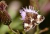 155377 – Photo : Pierre SENGEZ – France (60)