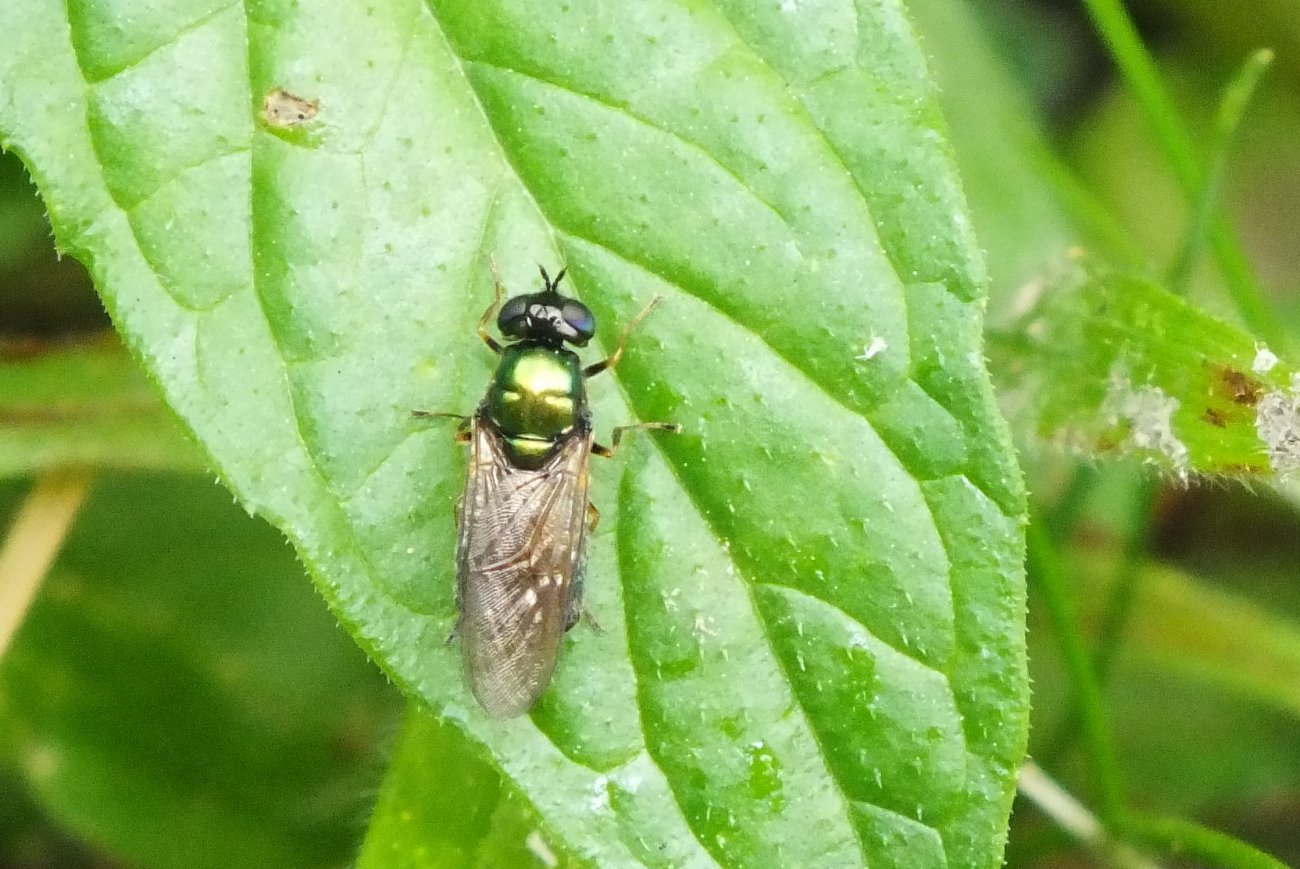 Nicolas Alric - Chloromyia formosa - réf. 155028 (1300 x 869 pixels, 206 ko)