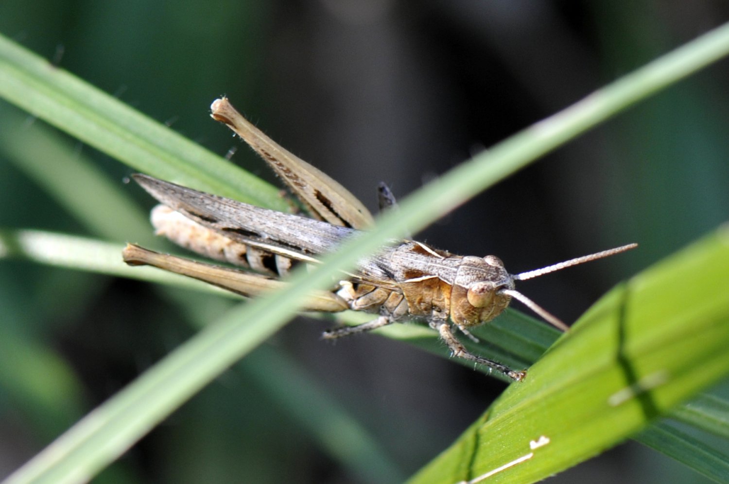 Nicolas Zwahlen - Chorthippus (Glyptobothrus) sp. - réf. 155602 (1500 x 997 pixels, 153 ko)
