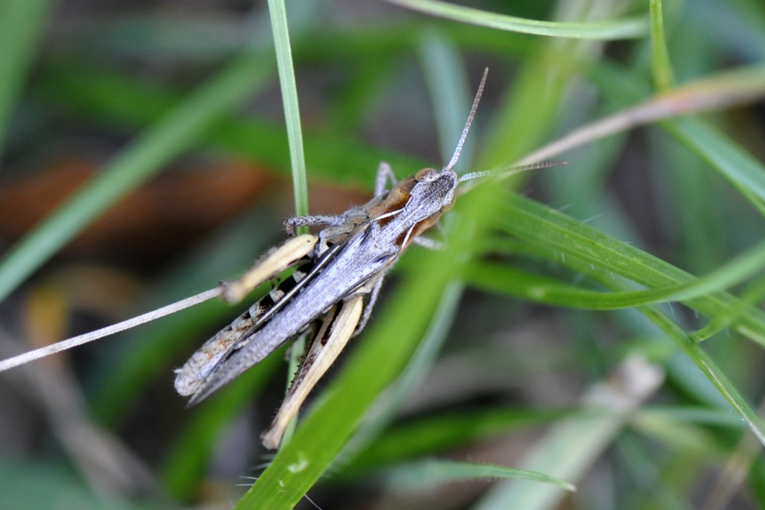 Nicolas Zwahlen - Chorthippus (Glyptobothrus) sp. - réf. 155603 (1500 x 1000 pixels, 159 ko)