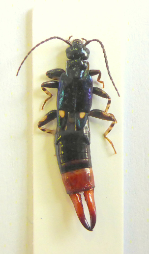 Christophe Girod - Spongiphora buprestoides - réf. 155333 (303 x 518 pixels, 162 ko)