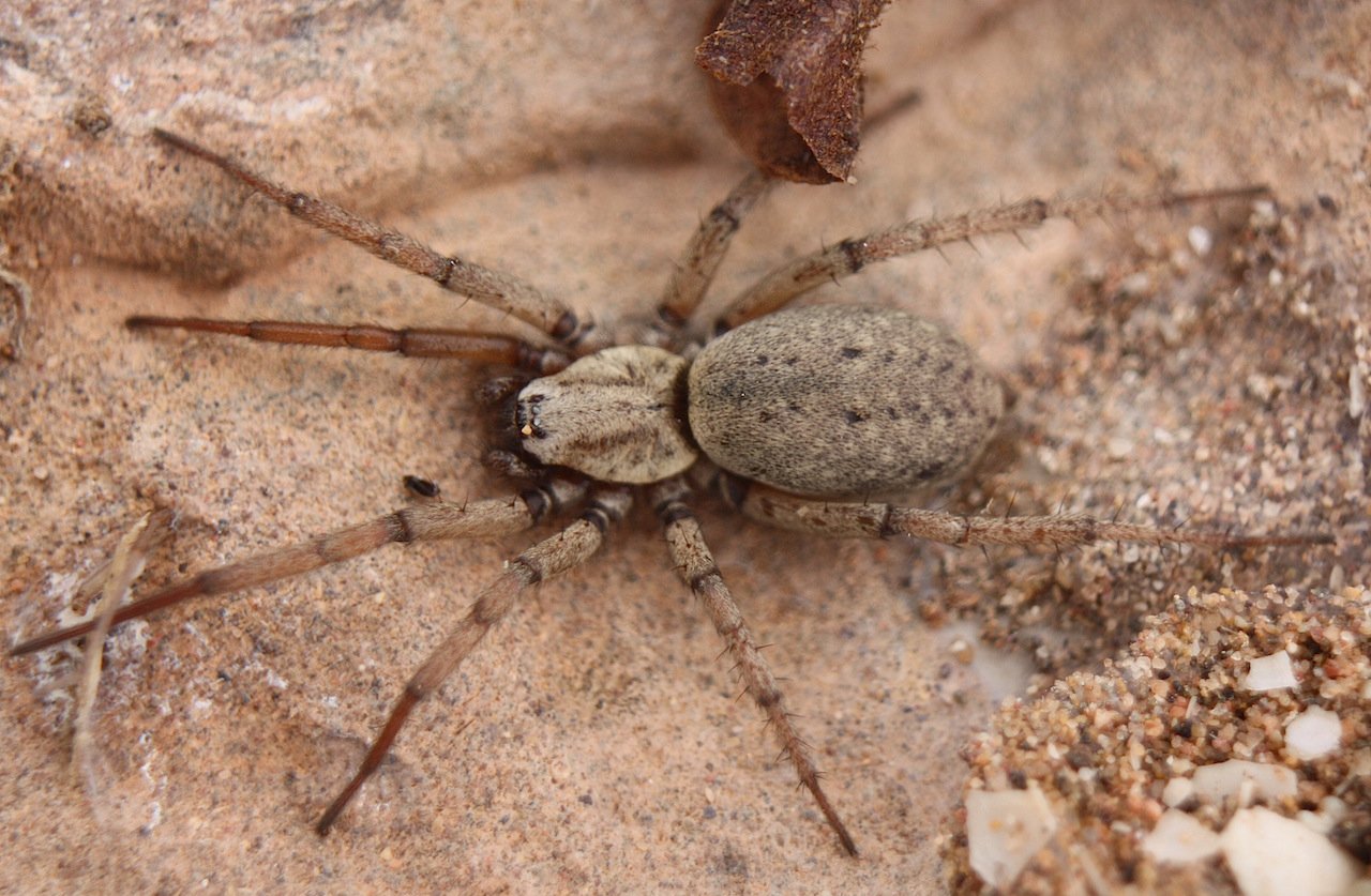 alain Roujas - Nomisia sp. - réf. 155804 (1280 x 837 pixels, 215 ko)