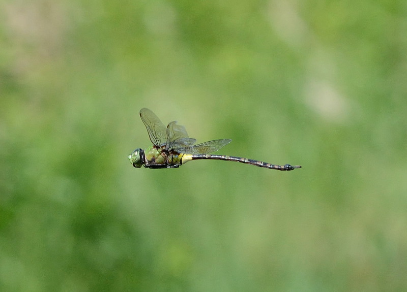 Michel YEROKINE - Anax tristis - réf. 155748 (800 x 575 pixels, 84 ko)