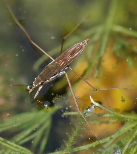 Réf. 156 075 : Gerris sp.