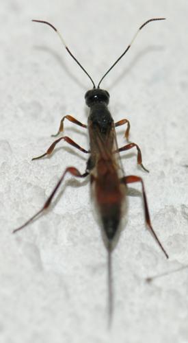 Xorides fuligator