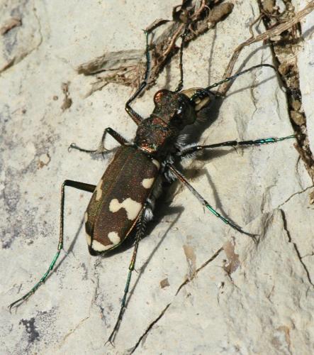 Réf. 156 307 : Cicindela sylvicola
