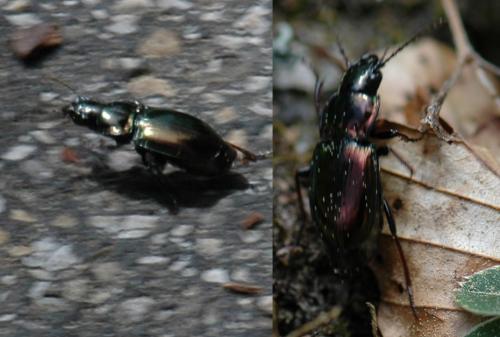 Pterostichus burmeisteri