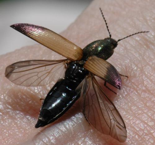 Ctenicera cuprea