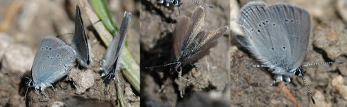 Cupido minimus