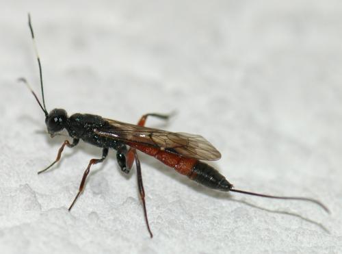 Réf. 156 789 : Xorides fuligator
