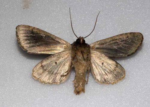 Réf. 156 333 : Apamea sp.