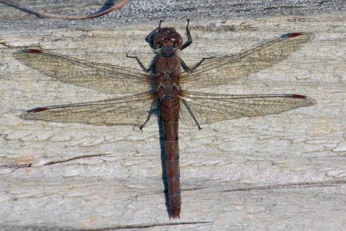 Réf. 156 626 : Sympetrum striolatum