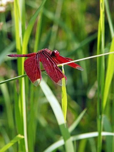 Neurothemis fulvia