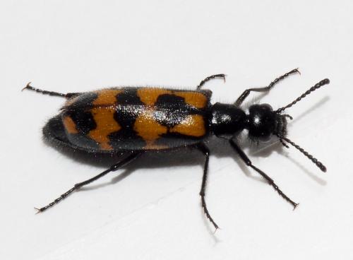 Réf. 156 006 : Mylabris flexuosa