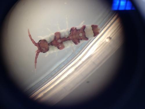 Idotea balthica