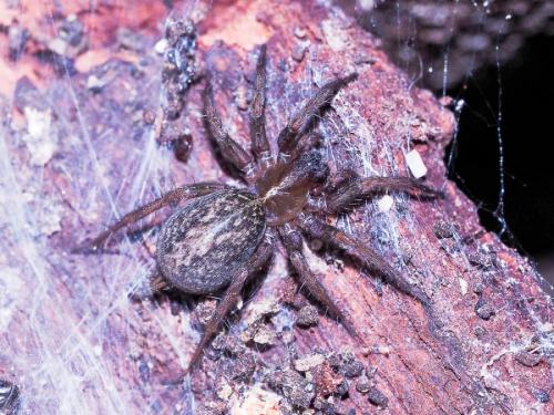 Lycosoides coarctata