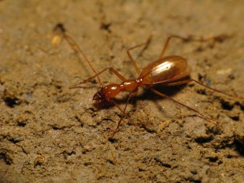 Aphaenops leschenaulti