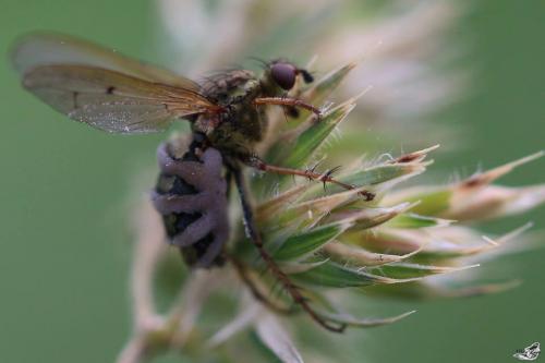 Scathophaga stercoraria