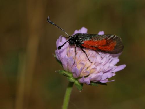 Zygaena sp.