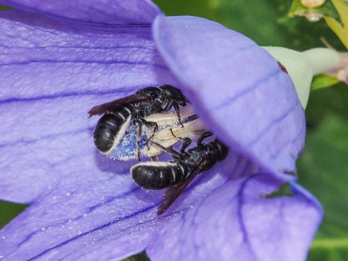 Réf. 156 884 : Chelostoma rapunculi