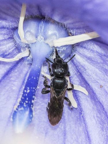 Réf. 156 886 : Chelostoma rapunculi