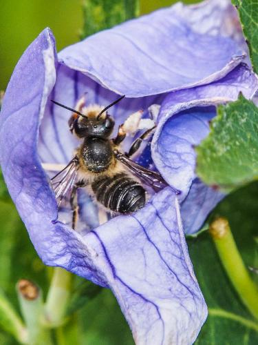 Megachile sp.
