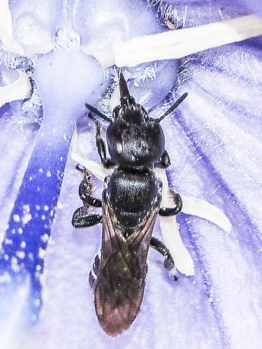 Réf. 156 916 : Chelostoma rapunculi