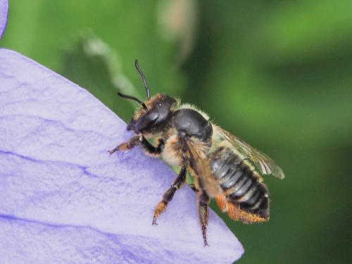 Réf. 156 887 : Megachile centuncularis