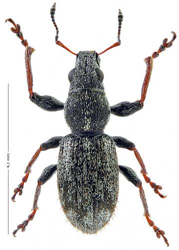 Andrion regensteinense