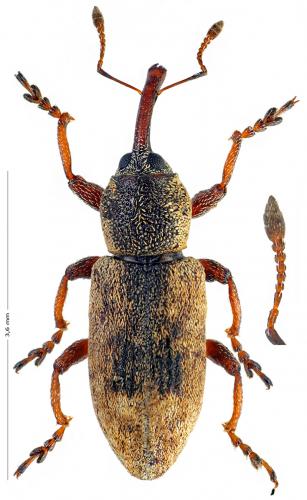 Réf. 156 011 : Thryogenes nereis
